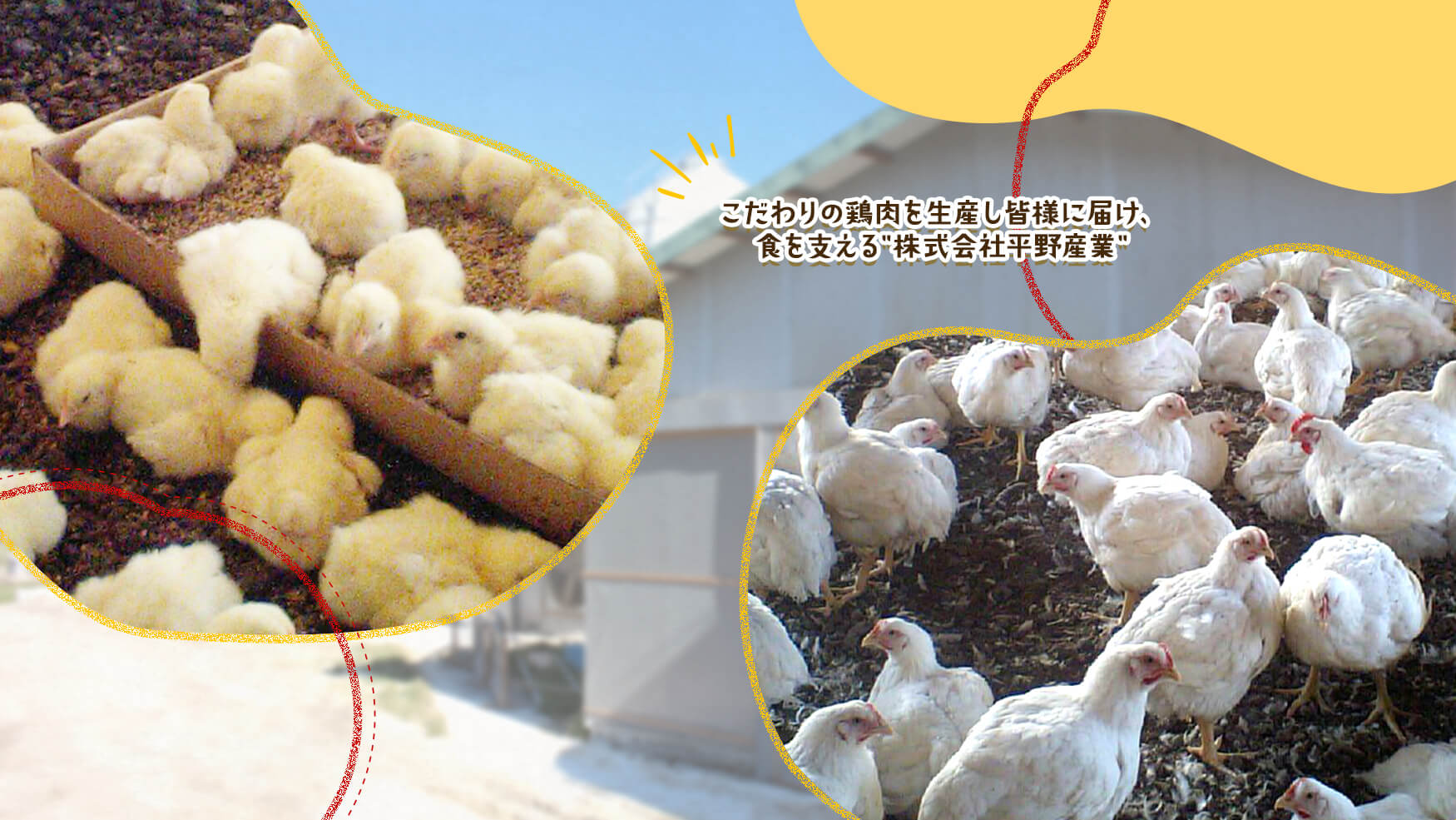 こだわりの鶏肉を生産し皆様に届け、食を支える”株式会社平野産業”