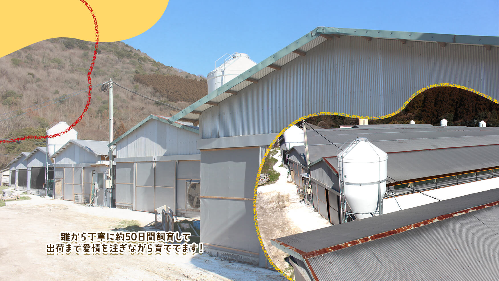 雛から丁寧に約50日間飼育して出荷まで愛情を注ぎながら育ててます！