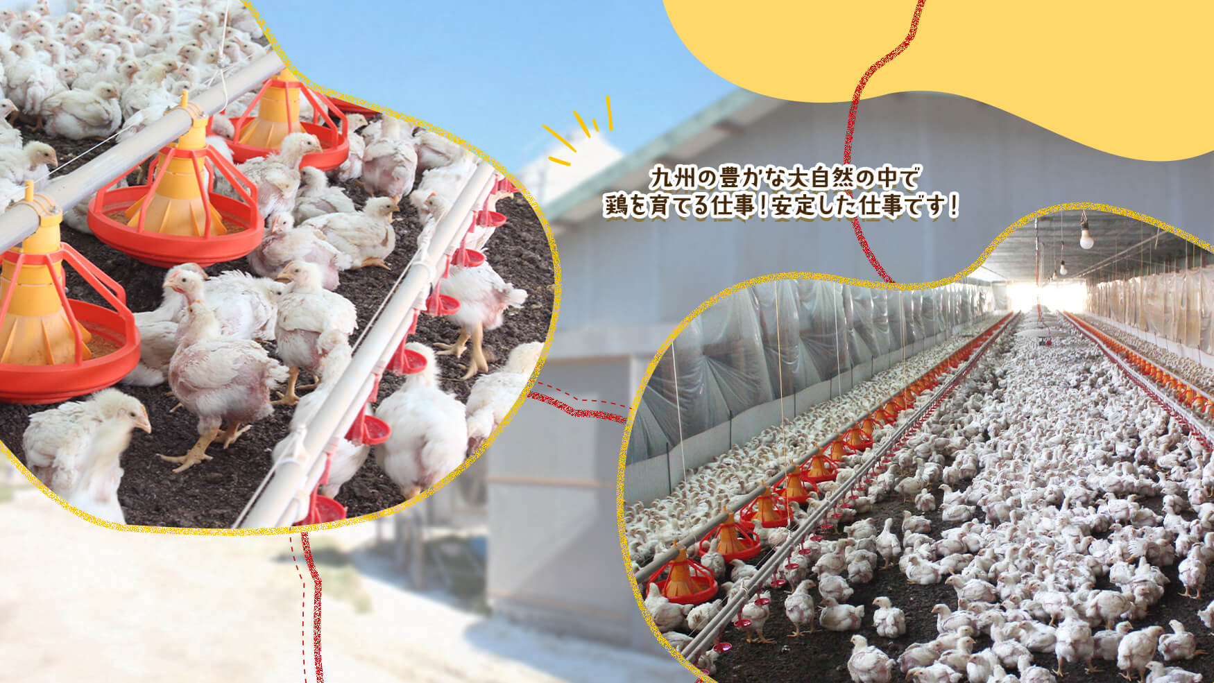 九州の豊かな大自然の中で鶏を育てる仕事！安定した仕事です！